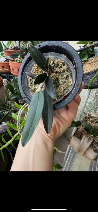 Cattleya schilleriana*sib