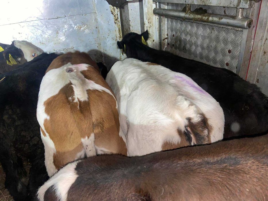 Jałówki ,Byczki, Cielaki Pisz