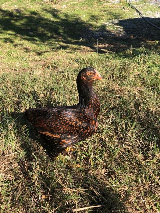 Cornish e Sedosas do Japão