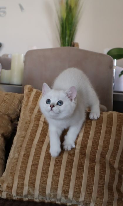 British Shorthair Chinchilla point
