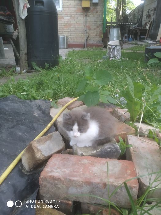 Котят от пуси  даром