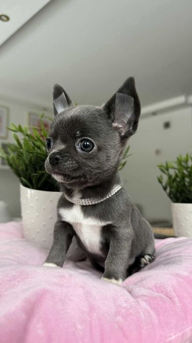 Śliczny Chłopczyk Chihuahua z Rodowodem Niebiesko-biały Mickey