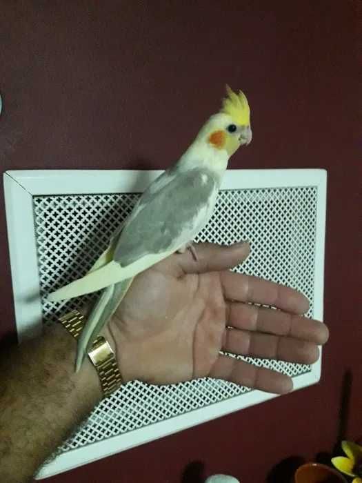 Agraponis/Roseicolis domésticados