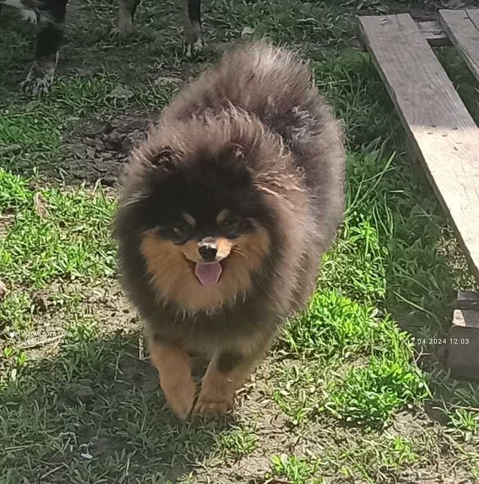 Шпіц Блек тан 2.1 р