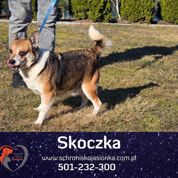 Skoczka w schronisku  jasionka