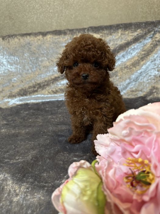 Хлопчик  міні, батьки Китай