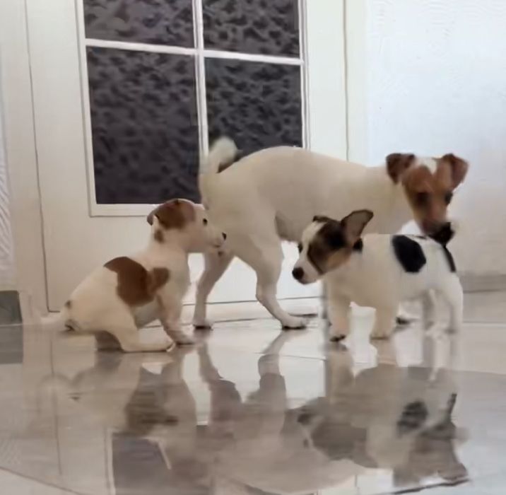 Цуценята Джек Рассел тер'єр