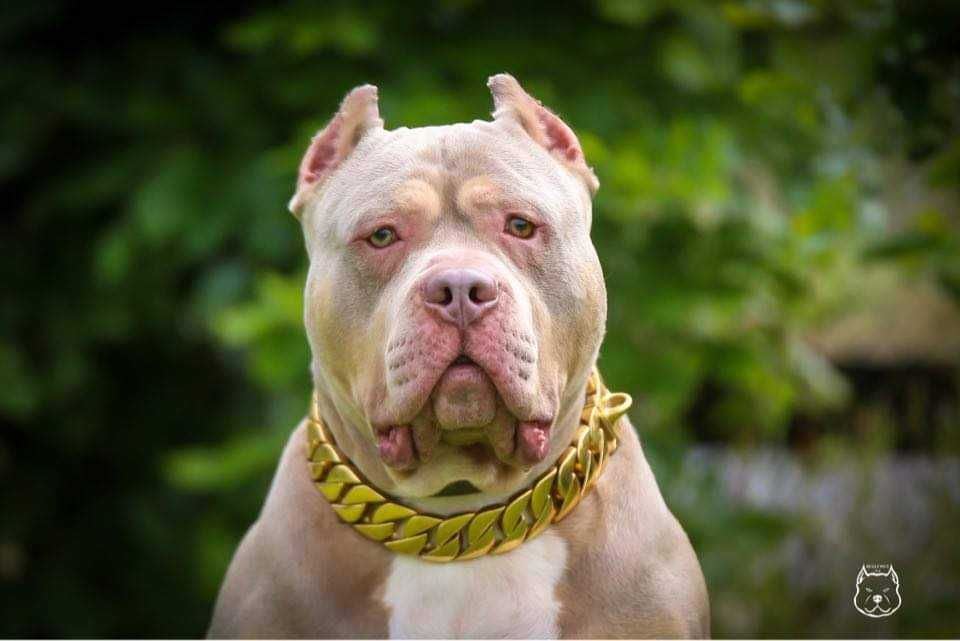 American Bully XL