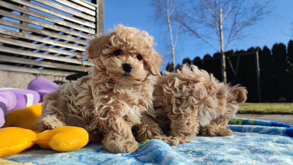 Maltipoo  maltipoo F1