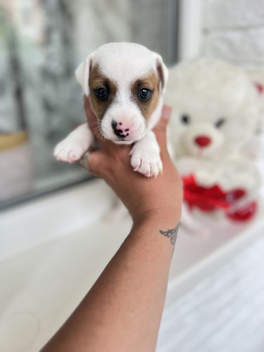 Джек рассел терьер ( хлопчик )