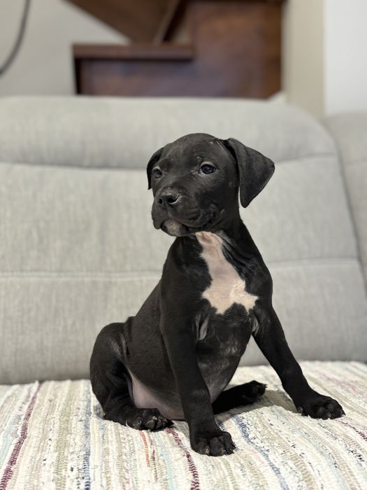 Amstaff piesek czarny