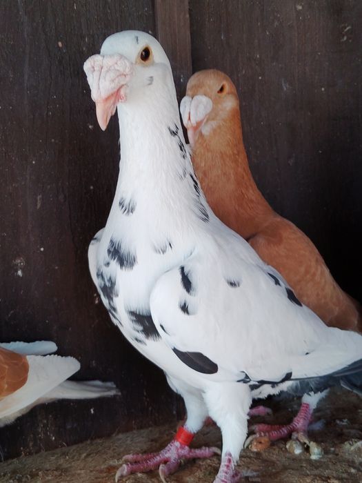 Gołębie rzeszowskie