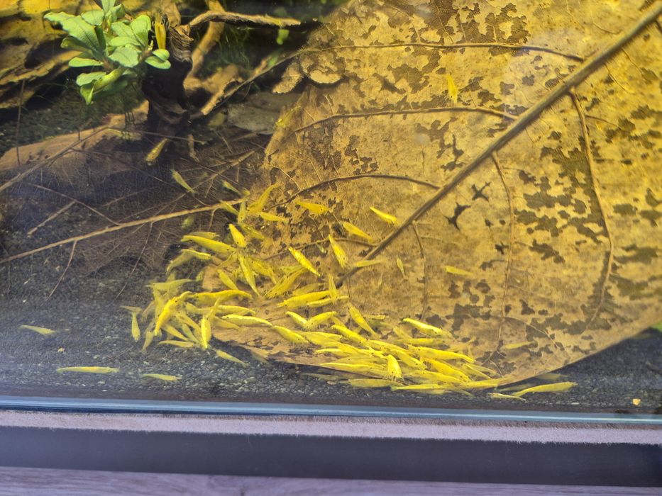 Krewetki yellow neocaridina