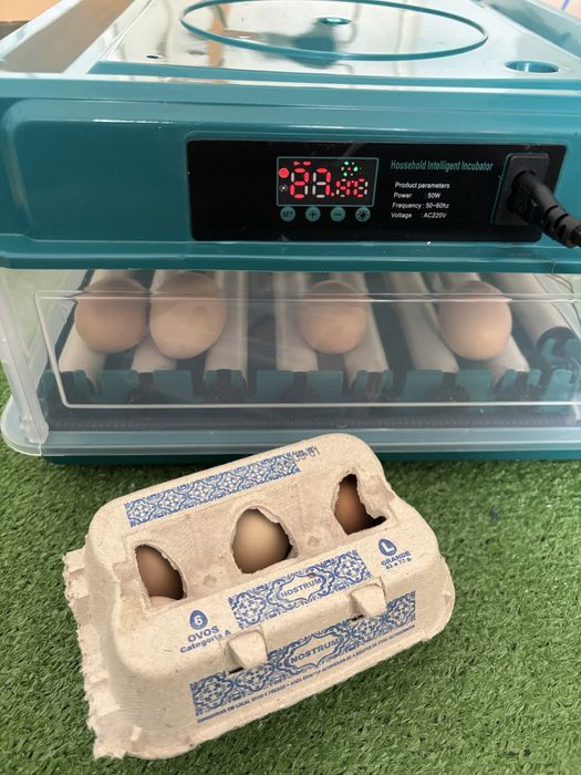 Chocadeira Automática Para 36 Ovos