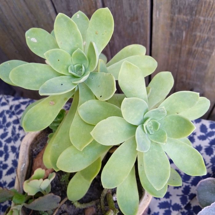 В кожний дім -  живі квіти .