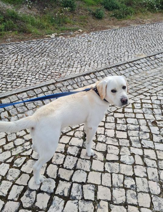 Labrador procura descendente