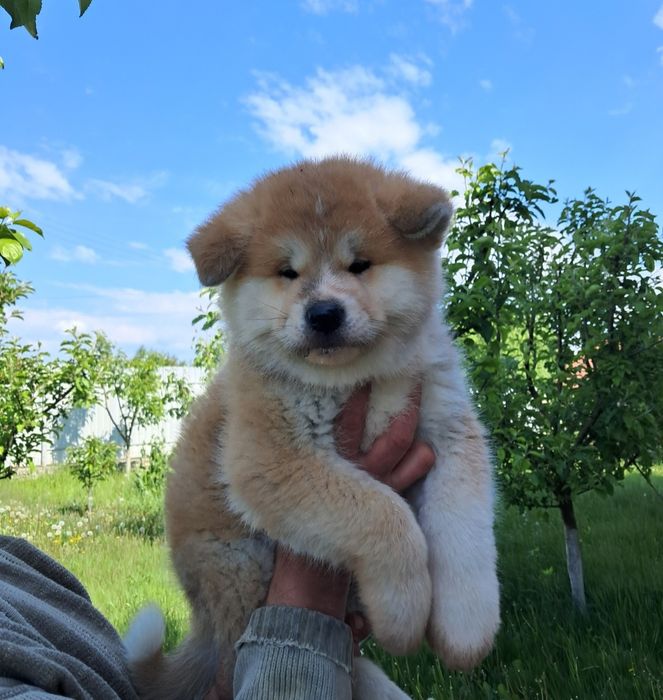 Японська Акіта іну