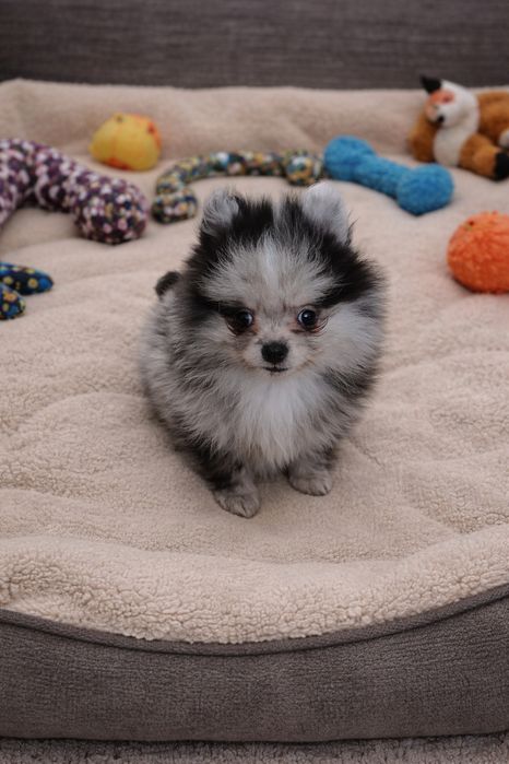 Szpic miniaturowy pomeranian pies blue merle