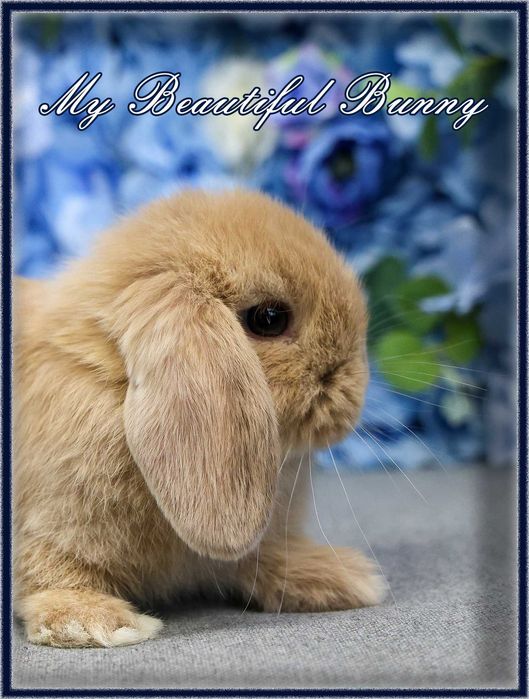 Piekny Królik Mini Lop - CREAM