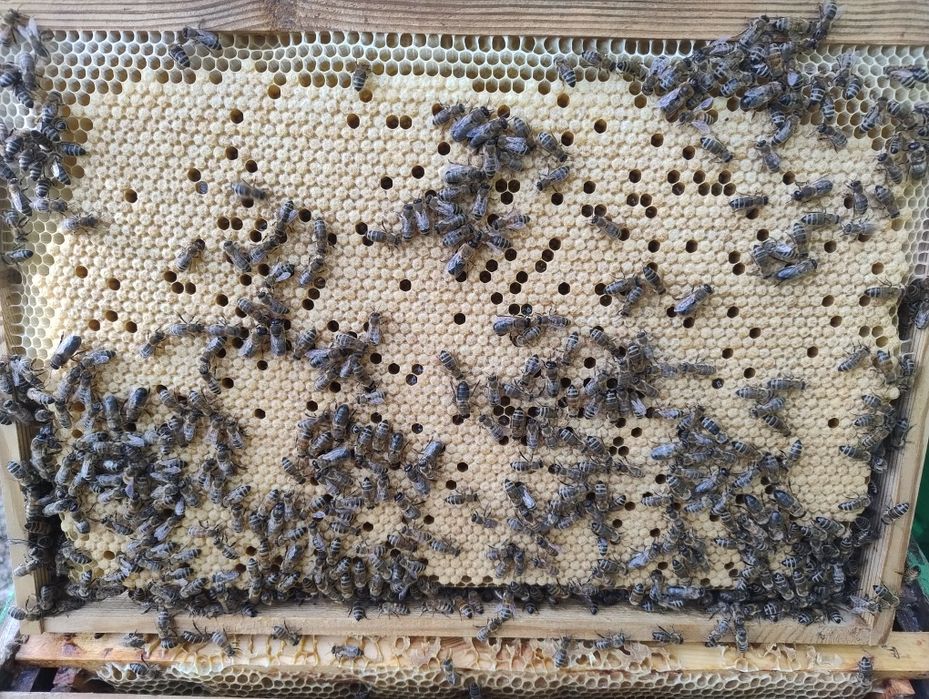 Czerwiące matki pszczele