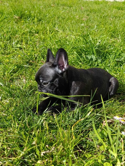 Bulldog Francês fêmea