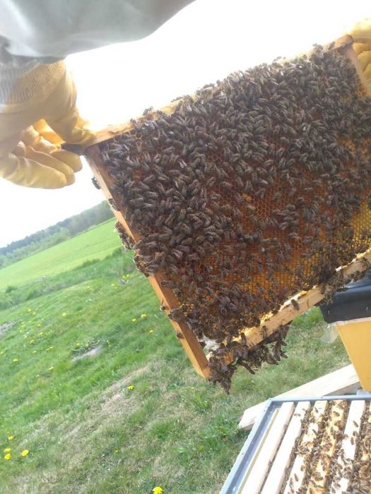 Miód z Własnej pasieki, obok LASU !!!