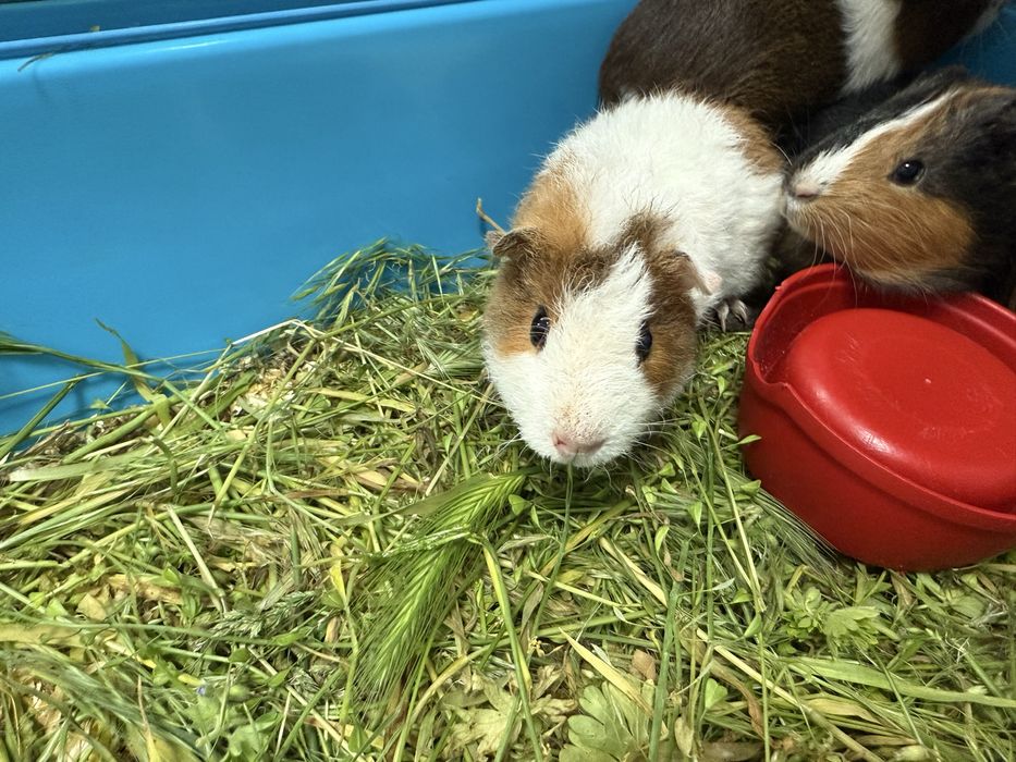 Морская свинка Тедди