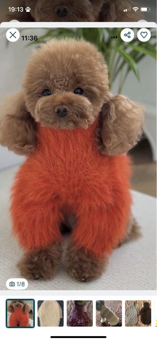 Вязані речі для собак