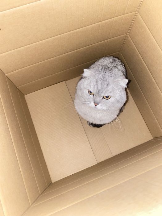 Вязка шотландець висловухий