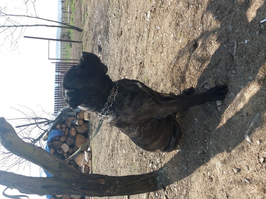 Кане корсо в'язка