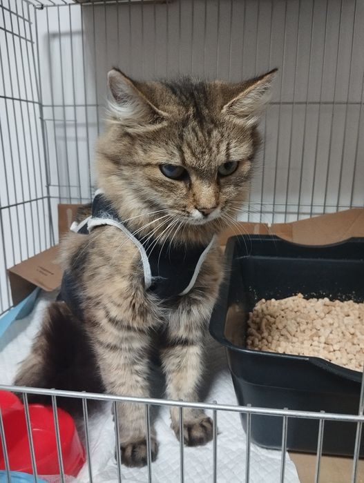 Киця, кішка,коти, котики в добрі руки, стерилізована