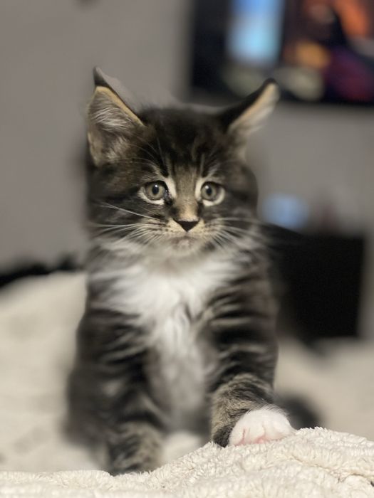 Котята чистокровные Мейн Кун