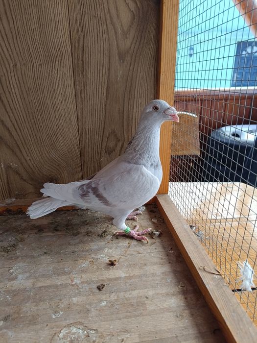 Gołębie staropolskie