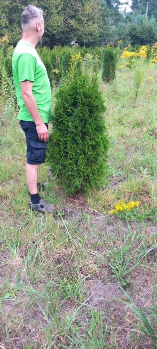 Thuja Szmaragd 120-140