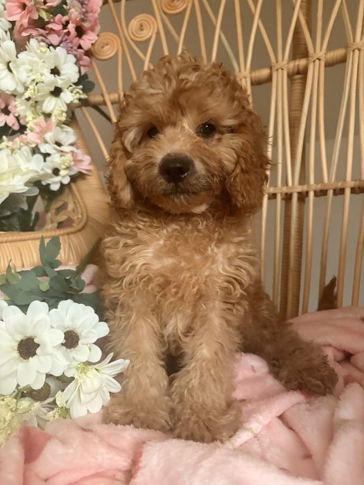 Cavapoo piesek biszkoptowy
