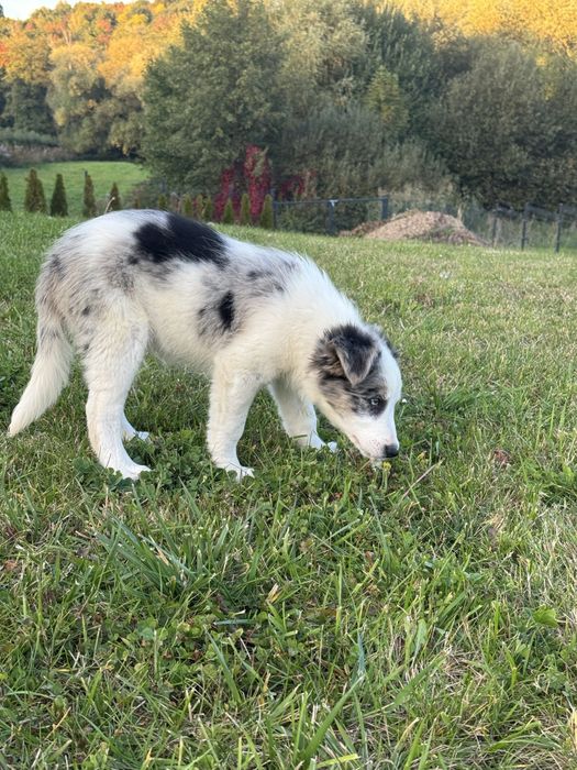 Blue merle samiec Border Collie
