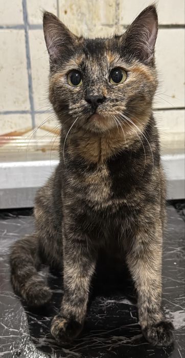 Котенок кошечка в хорошие руки