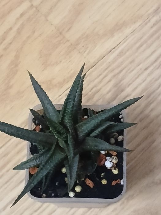 Яскрава міні гастерія варієгатна.Гаст.Ліміфолія.