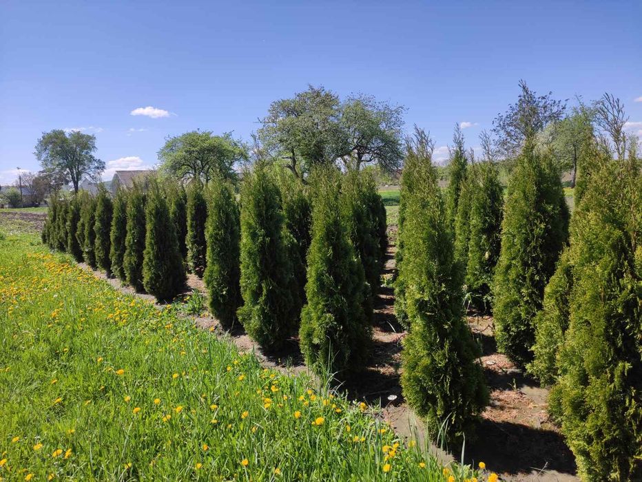 Туя  Смарагд  130-140