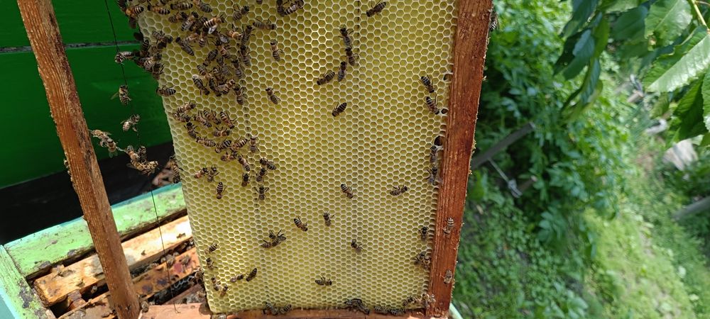 Мед квітковий з власної пасіки