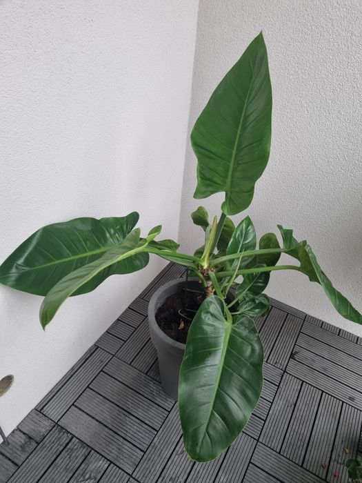 Филодендрон Империал + вазон серый