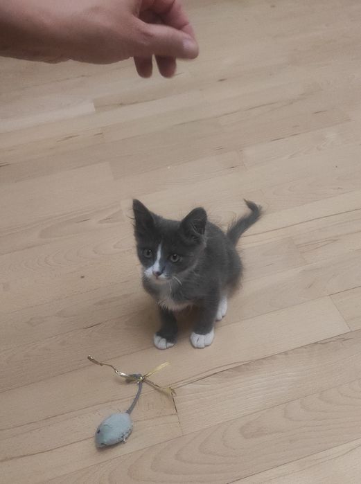 Віддам кошеня у добрі руки / Чудовий котик у білих шкарпетках!