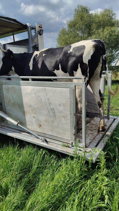 Skup Bydła Wysokie Ceny