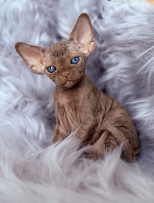 Devon Rex cinnamon, wyjątkowy kocurek JULIUS Hasu’Neko*PL