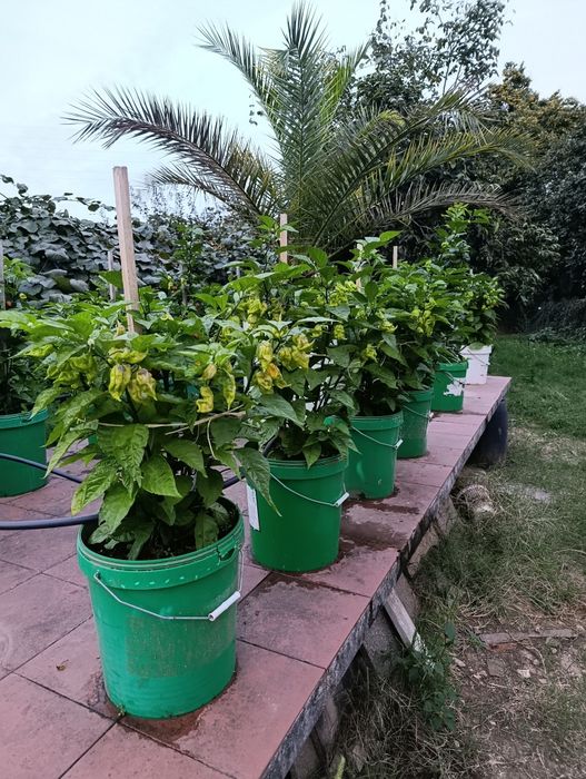 Plantas de Carolina reaper e ghost pepper já transplantadas em balde de 25 litros
