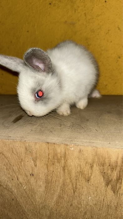 Coelhos anões bebes e adultos