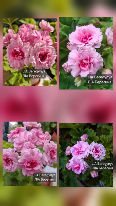 Pelargonia kolekcjonerska