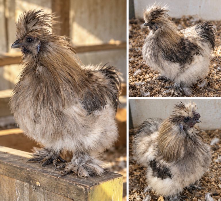 Galos Sedoso do Japão (Silkie)