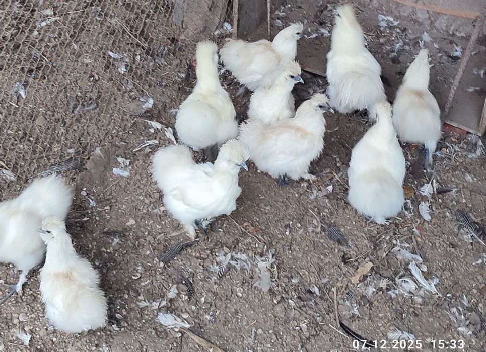 Курочки пухові білі