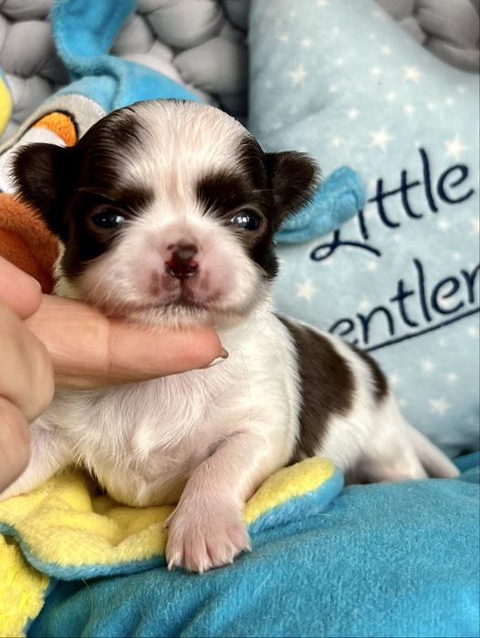 ***Chihuahua śliczny łaciaty piesek***Stivi***